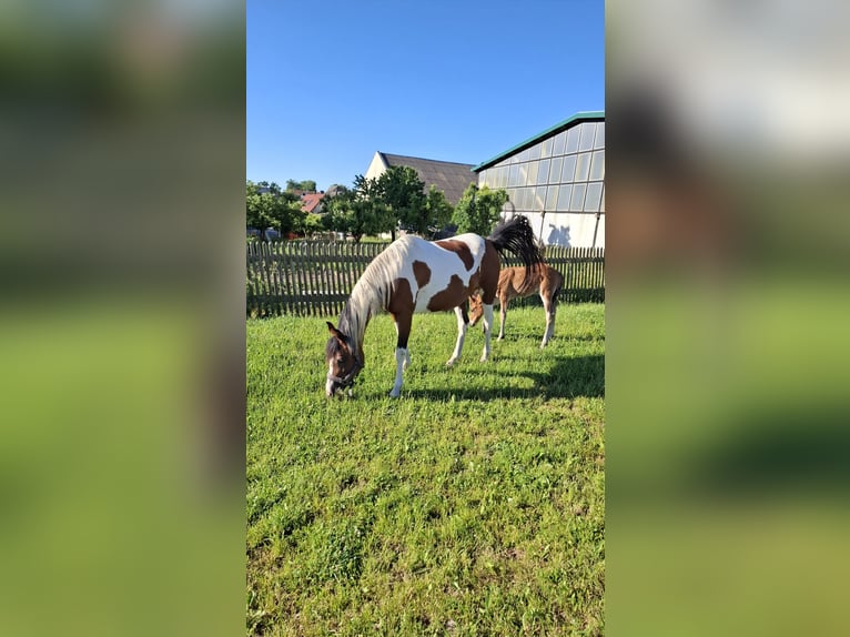 Quarab Merrie 13 Jaar 156 cm Gevlekt-paard in Zeulenroda-Triebes