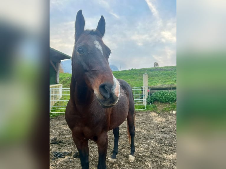 Quarab Merrie 16 Jaar 153 cm Bruin in Leonstein