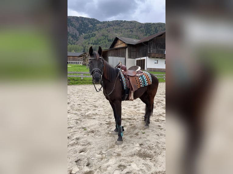 Quarab Merrie 16 Jaar 158 cm Zwartbruin in Bozen