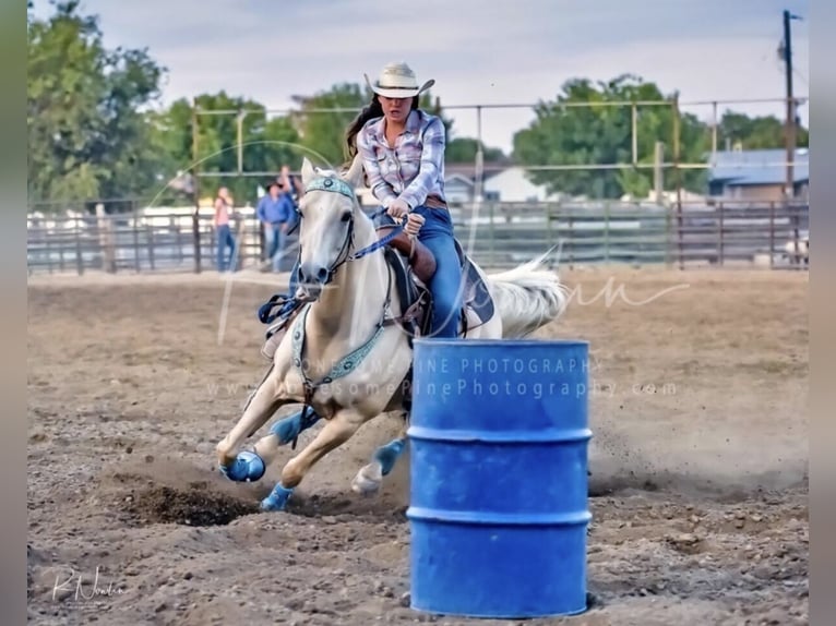 Quarab Merrie 17 Jaar 152 cm Palomino in Emmett,ID