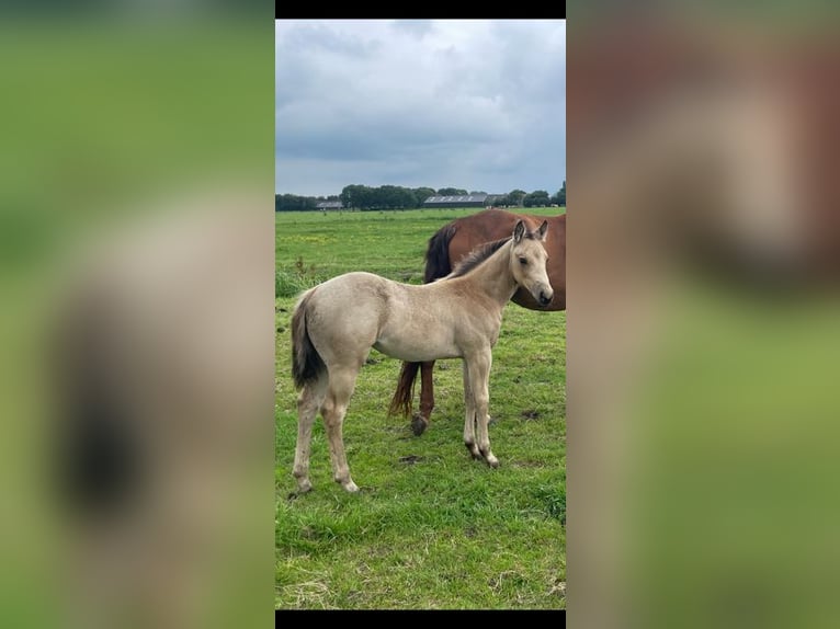 Quarab Merrie 1 Jaar Buckskin in Huizen