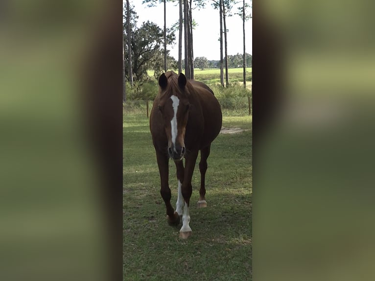 Quarab Merrie 22 Jaar 152 cm Donkere-vos in Brooksville