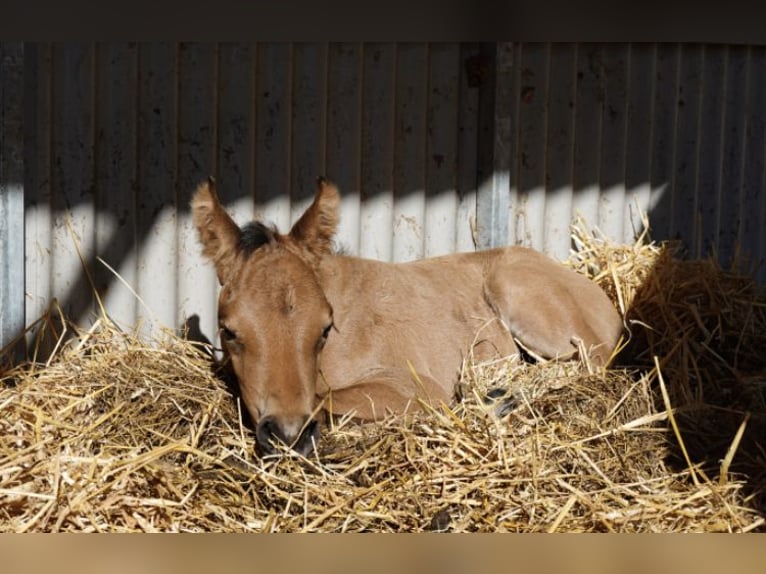 Quarab Merrie 3 Jaar 140 cm Buckskin in Arnhem