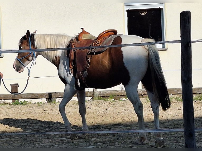 Quarab Merrie 5 Jaar 153 cm Gevlekt-paard in Petersberg