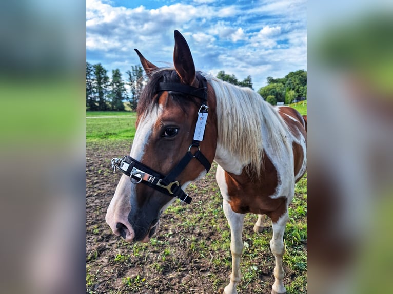 Quarab Merrie 5 Jaar 153 cm Gevlekt-paard in Petersberg