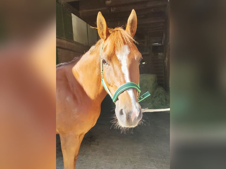 Quarab Mix Merrie 9 Jaar 154 cm Vos in Wenden