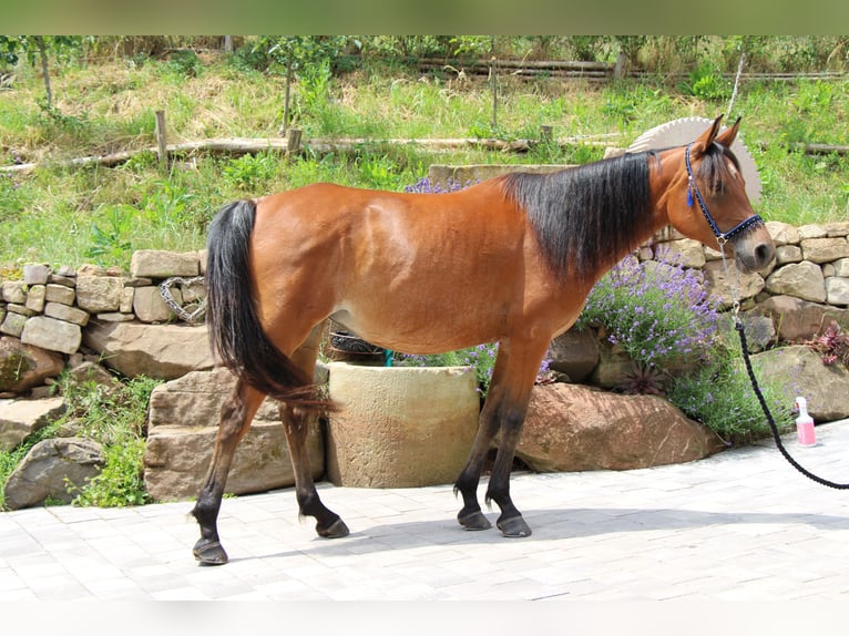 Quarab Merrie Veulen (05/2026) 151 cm Grullo in Hundsbach