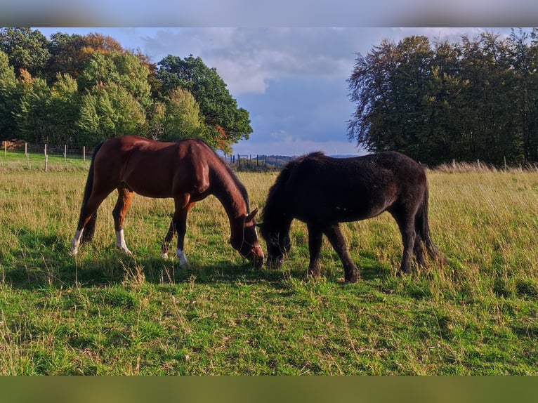 Quarab Ruin 11 Jaar 151 cm Donkerbruin in Vlotho