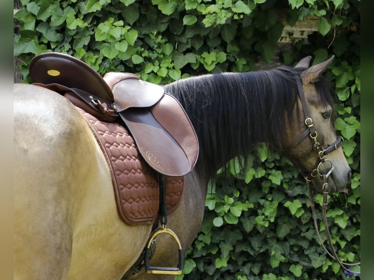 Quarab Ruin 13 Jaar 145 cm Buckskin in Adelmannsfelden