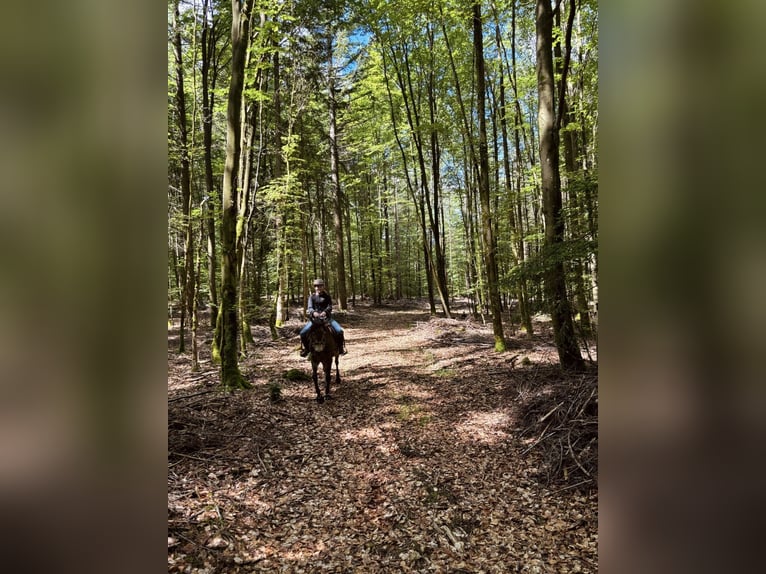 Quarab Ruin 13 Jaar 145 cm Buckskin in Adelmannsfelden