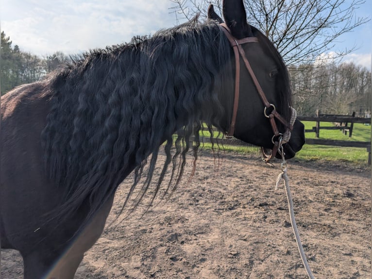 Quarab Ruin 4 Jaar 160 cm Zwart in Essen