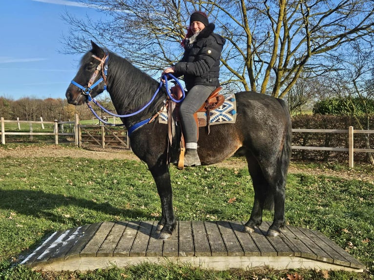 Quarab Ruin 6 Jaar 155 cm Donkerbruin in Linkenbach