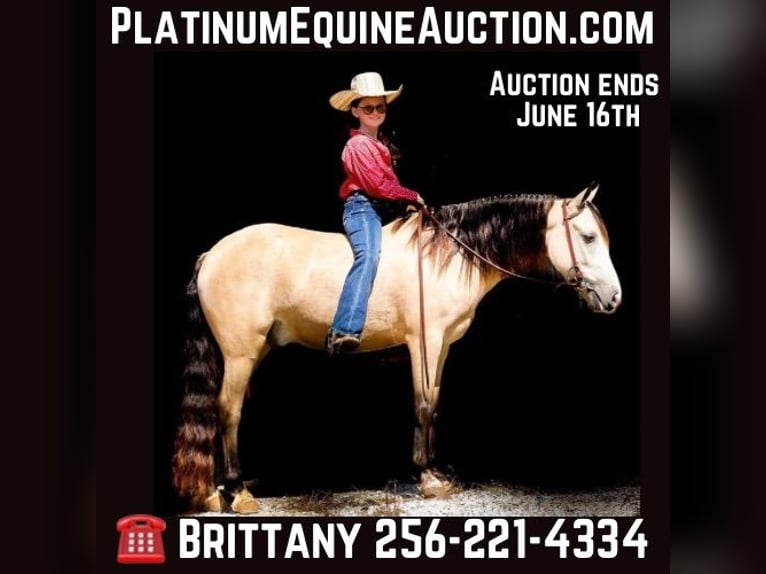 Quarab Ruin 7 Jaar 132 cm Buckskin in Mt Hope Al