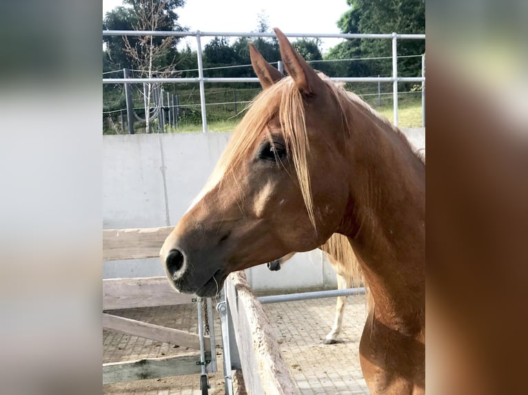 Quarab Stallion 14 years 15 hh  in Villach