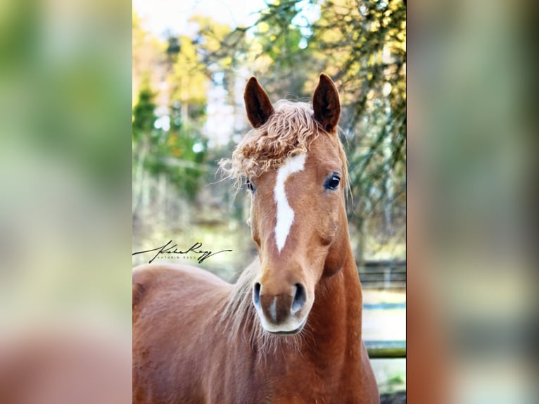 Quarab Stallion 14 years 15 hh  in Villach