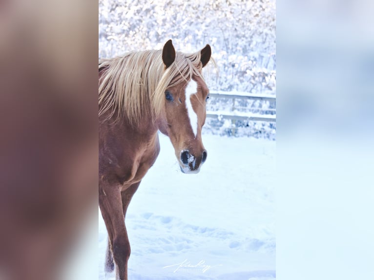 Quarab Stallion 14 years 15 hh  in Villach