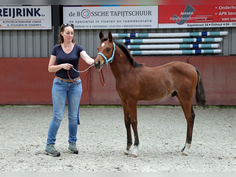 Quarab Stallion Foal (04/2025) 15,1 hh Roan-Bay in Herpt