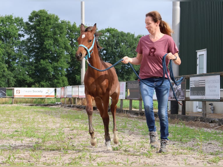 Quarab Stallion Foal (04/2025) 15,1 hh Roan-Bay in Herpt