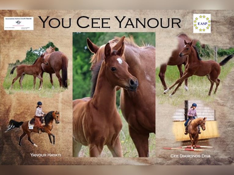 Quarab Stallion Foal (04/2025) 15,1 hh Roan-Bay in Herpt Quarab Stallion Foal (04/2025) 15,1 hh Roan-Bay in Herpt