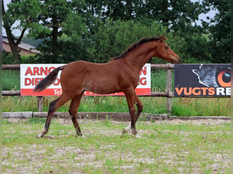 Quarab Stallion Foal (04/2025) 15,1 hh Roan-Bay in Herpt
