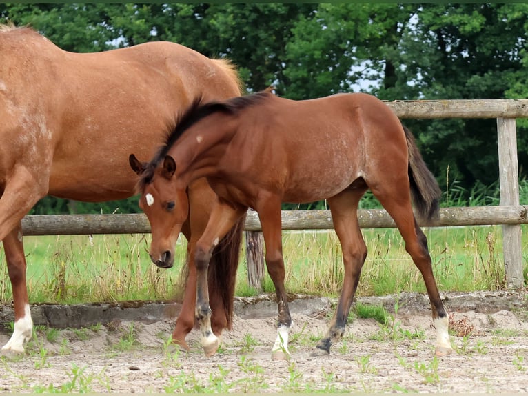 Quarab Stallion Foal (04/2025) 15,1 hh Roan-Bay in Herpt