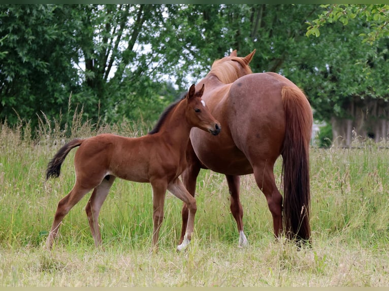 Quarab Stallion Foal (04/2025) 15,1 hh Roan-Bay in Herpt