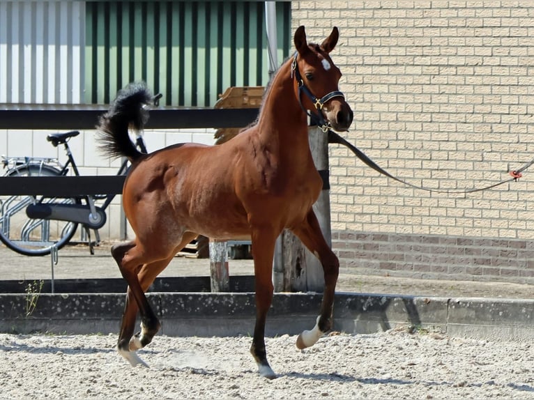 Quarab Stallion Foal (04/2025) 15,1 hh Roan-Bay in Herpt