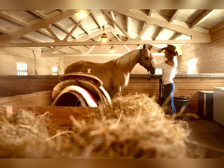Quarab Stute 11 Jahre 160 cm Palomino in Seva (Barcelona)