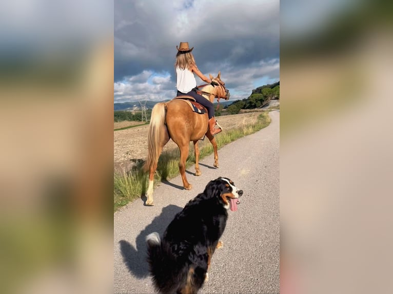 Quarab Stute 11 Jahre 160 cm Palomino in Seva (Barcelona)