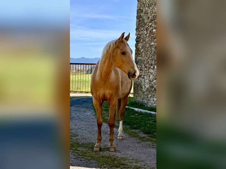 Quarab Stute 11 Jahre 160 cm Palomino in Seva (Barcelona)