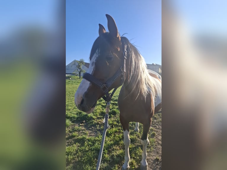 Quarab Stute 13 Jahre 156 cm Schecke in Zeulenroda-Triebes
