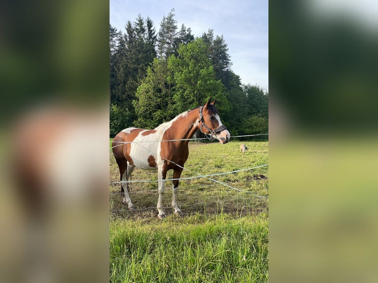Quarab Stute 13 Jahre 156 cm Schecke in Zeulenroda-Triebes