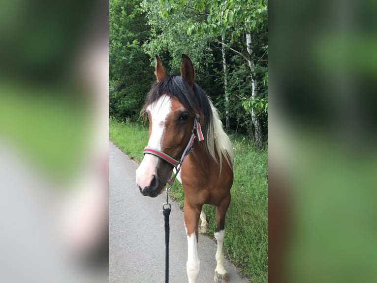 Quarab Stute 13 Jahre 156 cm Schecke in Zeulenroda-Triebes