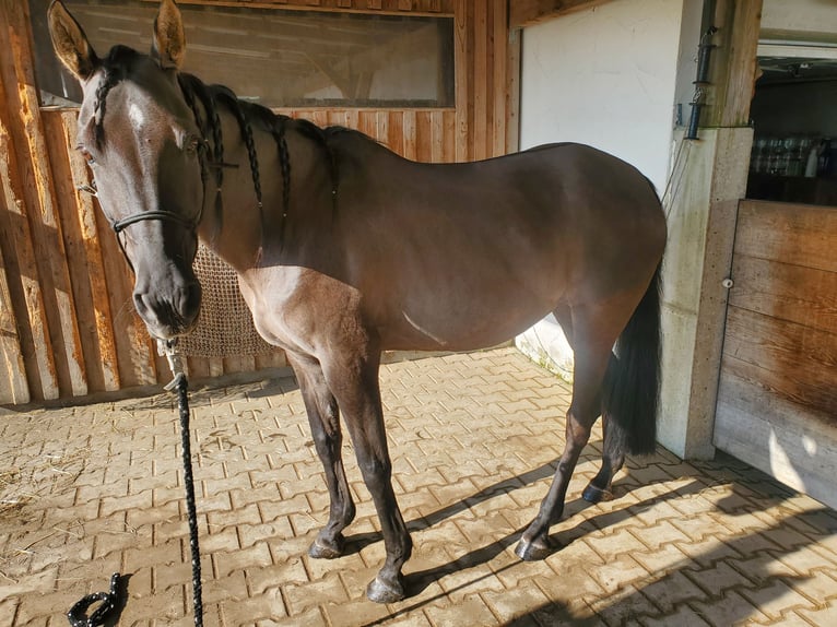Quarab Stute 14 Jahre 150 cm Grullo in K&#xF6;nigsbrunn