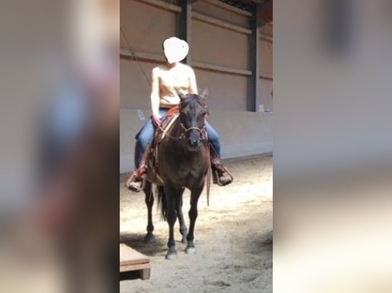 Quarab Stute 14 Jahre 150 cm Grullo in K&#xF6;nigsbrunn