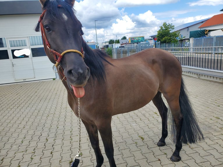 Quarab Stute 14 Jahre 150 cm Grullo in K&#xF6;nigsbrunn