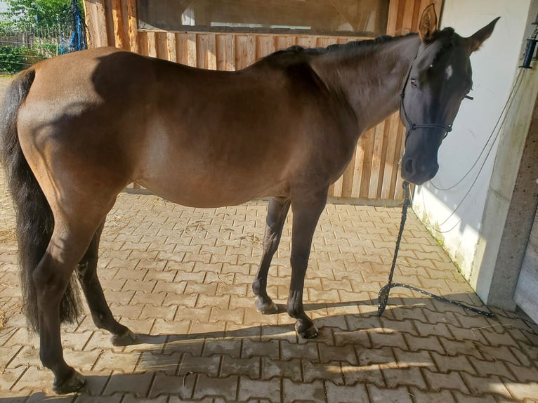Quarab Stute 14 Jahre 150 cm Grullo in K&#xF6;nigsbrunn