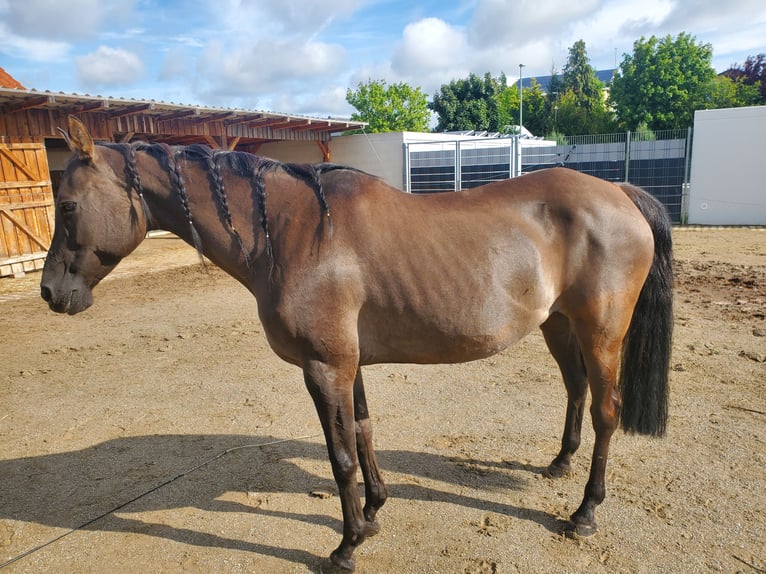 Quarab Stute 14 Jahre 150 cm Grullo in K&#xF6;nigsbrunn