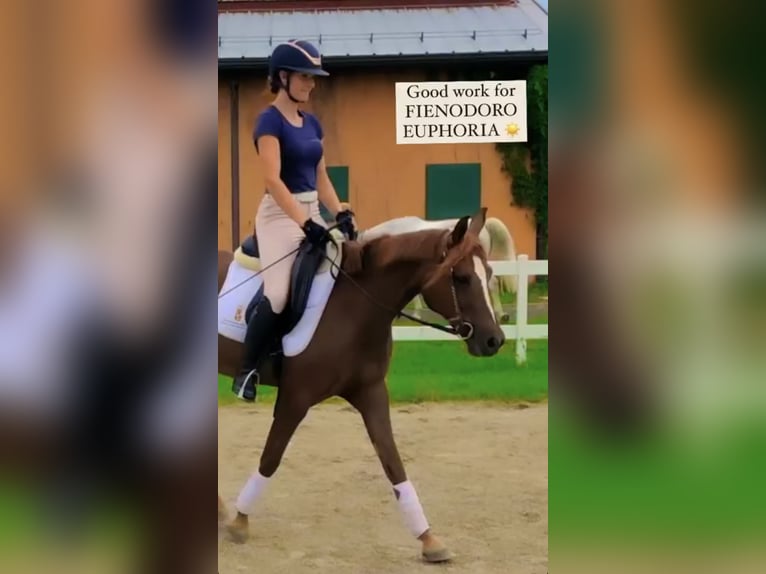 Quarab Stute 15 Jahre 150 cm Fuchs in Bergamo