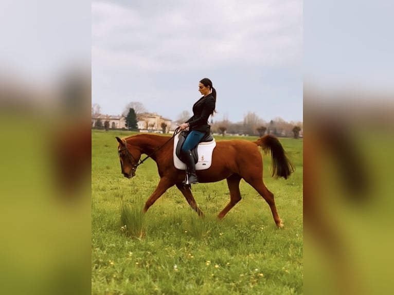 Quarab Stute 15 Jahre 150 cm Fuchs in Bergamo