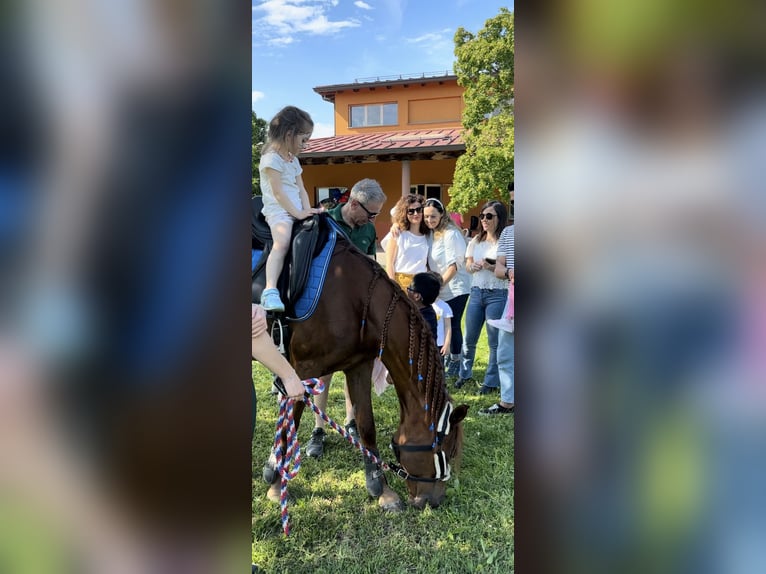 Quarab Stute 15 Jahre 150 cm Fuchs in Bergamo