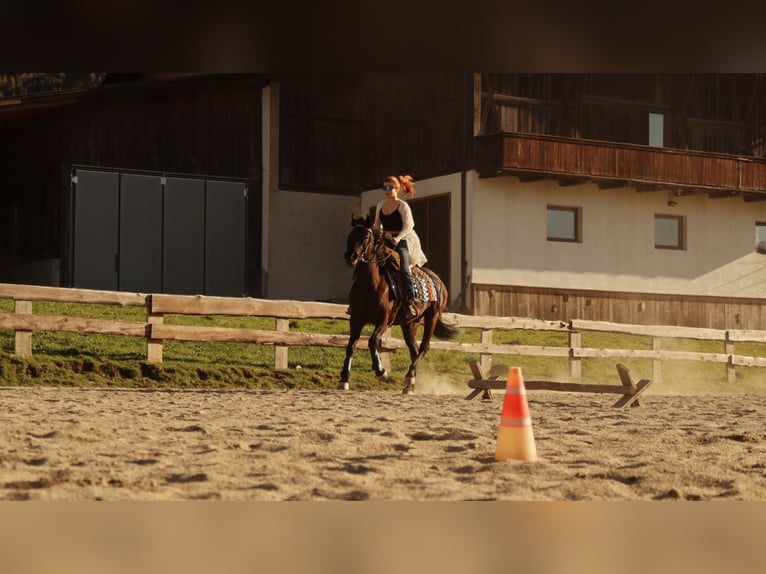 Quarab Stute 16 Jahre 158 cm Schwarzbrauner in Bozen