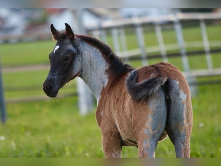 Quarab Stute 1 Jahr 155 cm Roan-Blue in Pastetten