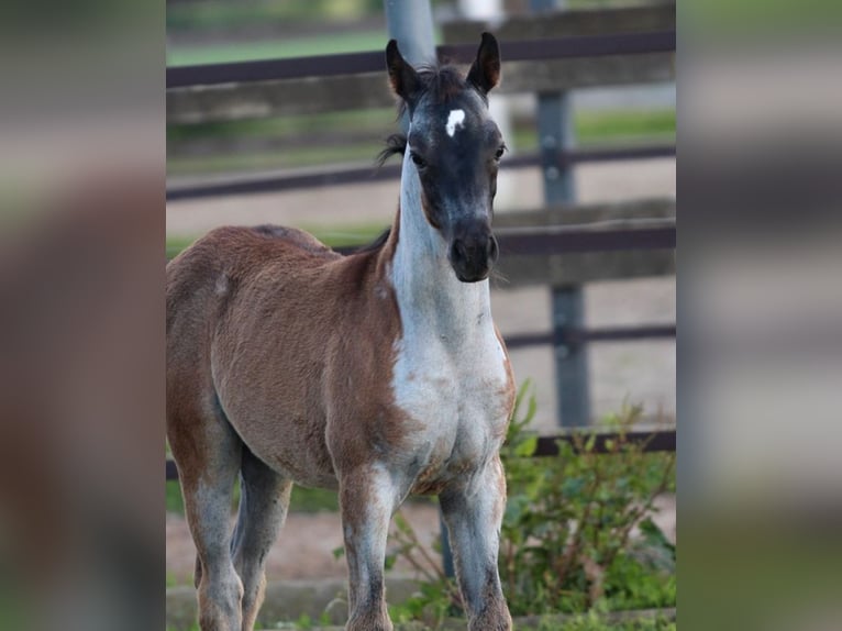 Quarab Stute 1 Jahr 155 cm Roan-Blue in Pastetten