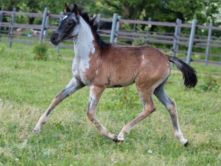 Quarab Stute 1 Jahr 155 cm Roan-Blue in Pastetten