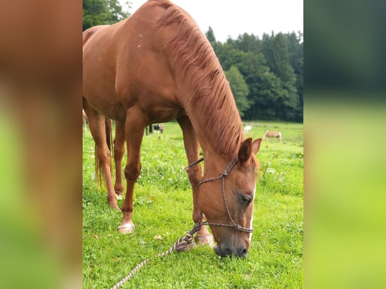 Quarab Stute 24 Jahre 150 cm Fuchs in Frauenneuharting