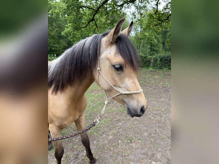 Quarab Stute 3 Jahre 140 cm Buckskin in Arnhem