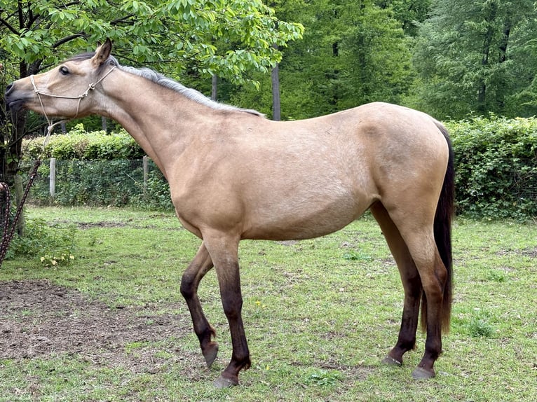 Quarab Stute 3 Jahre 140 cm Buckskin in Arnhem