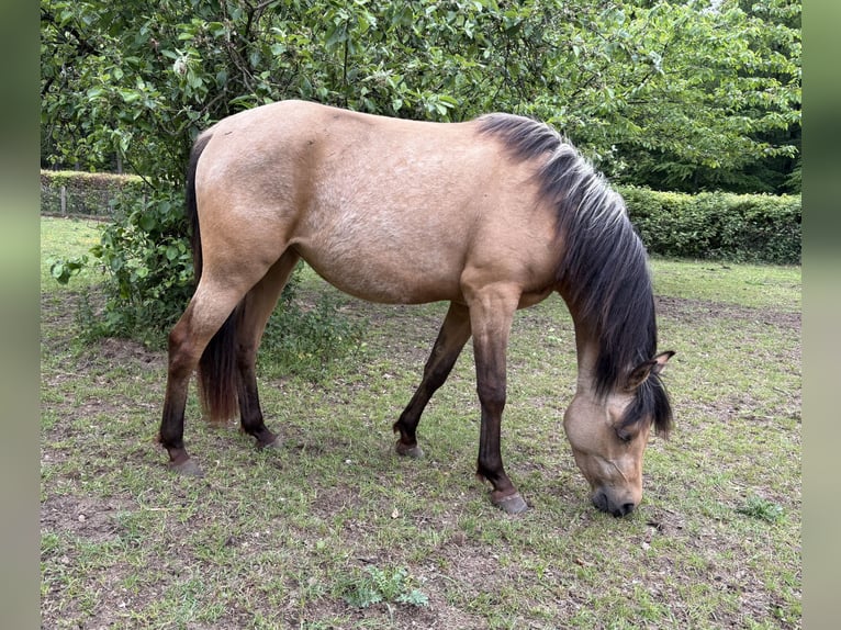 Quarab Stute 3 Jahre 140 cm Buckskin in Arnhem