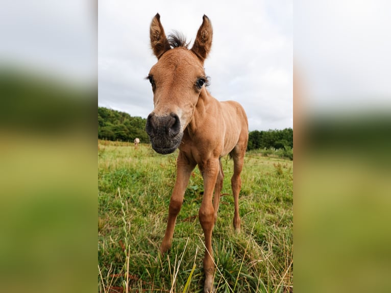 Quarab Stute 3 Jahre 140 cm Buckskin in Arnhem